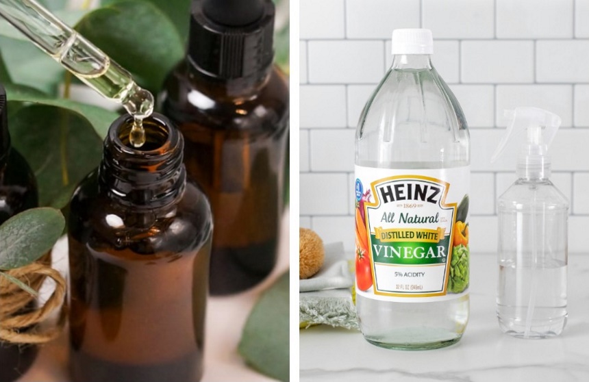 How to Keep Spiders out of Your Room and Get Rid of Them