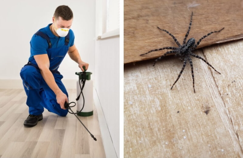 How to Keep Spiders out of Your Room and Get Rid of Them