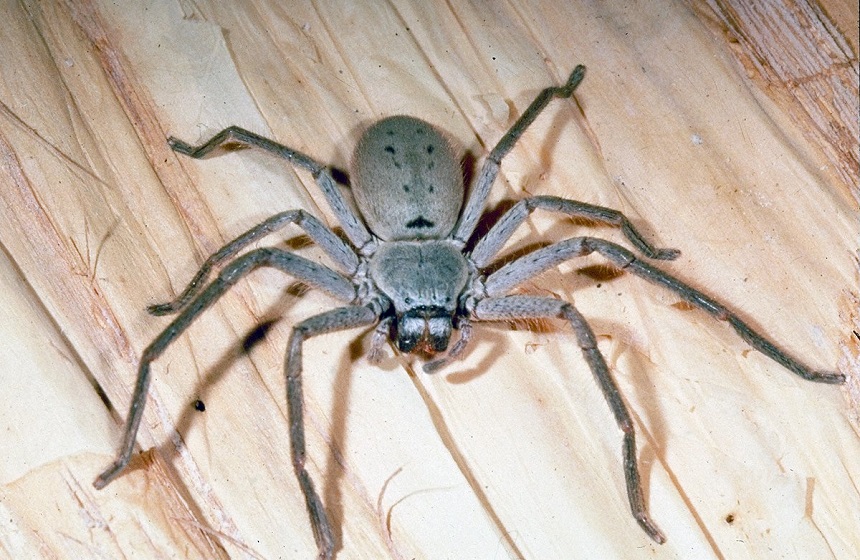 How Long Do Spiders Live? Here's the Answer!