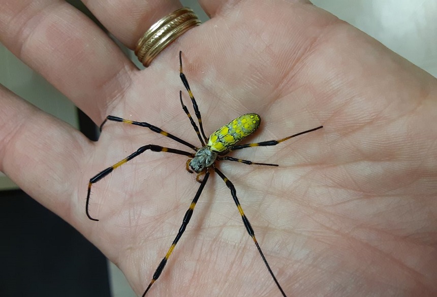 How Long Do Spiders Live? Here's the Answer!