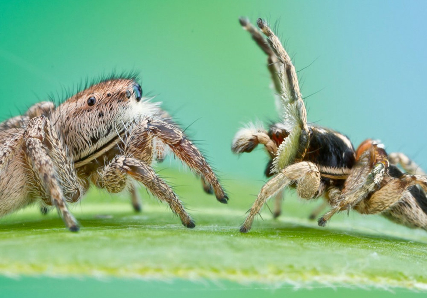 How Do Spiders Communicate? Everything You Wanted to Know!