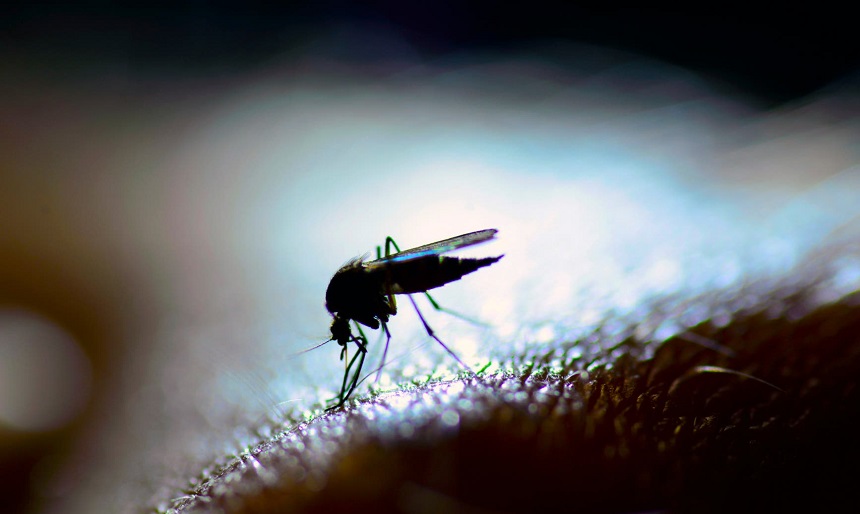 When Are Mosquitoes Most Active? Get Prepared for Mosquito Season!