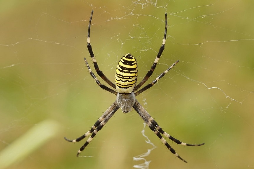 How Long Do Spiders Live? Here's the Answer!