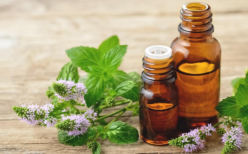 What Scent Do Mosquitoes Hate: Learn How to Deter and Prevent Them