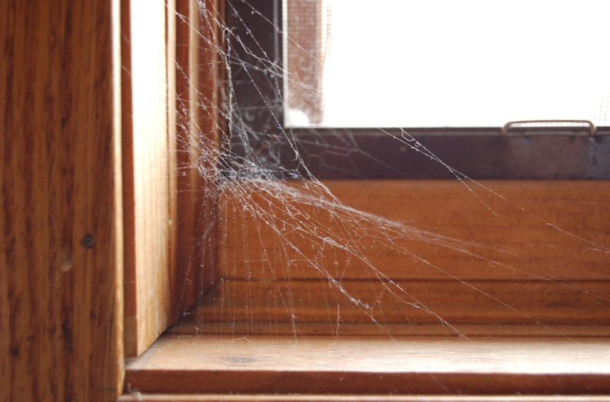 How to Get Rid of Spiders in Basement: 7 Proven Ways