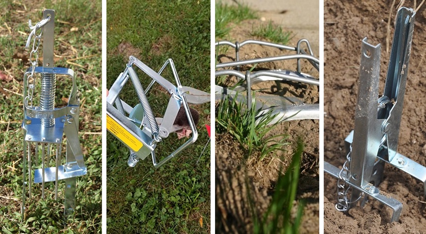 8 Best Mole Traps to Keep Your Garden Looking Perfect