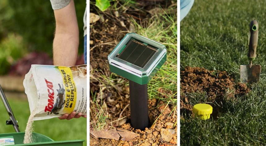 6 Best Mole Repellents to Keep Moles Away from Your Property!