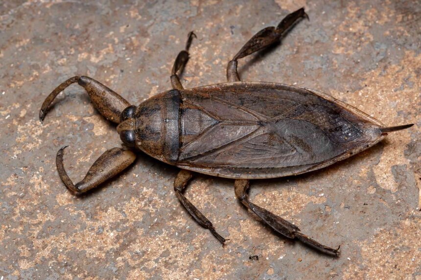 Waterbug vs. Roach: What’s the Difference?