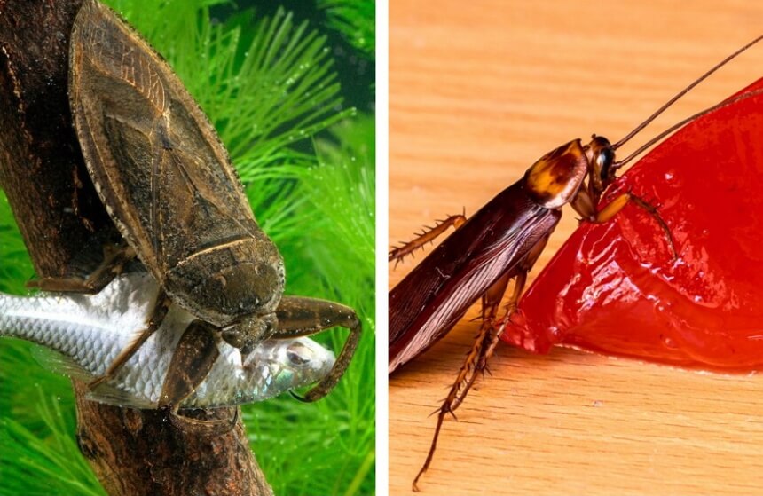 Waterbug vs. Roach: What’s the Difference?