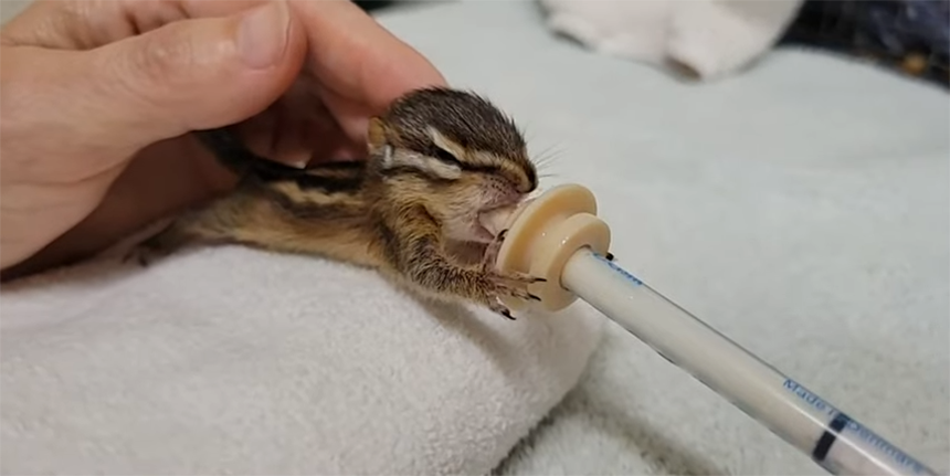 What Do Chipmunks Eat: Feeding, Care & Diet
