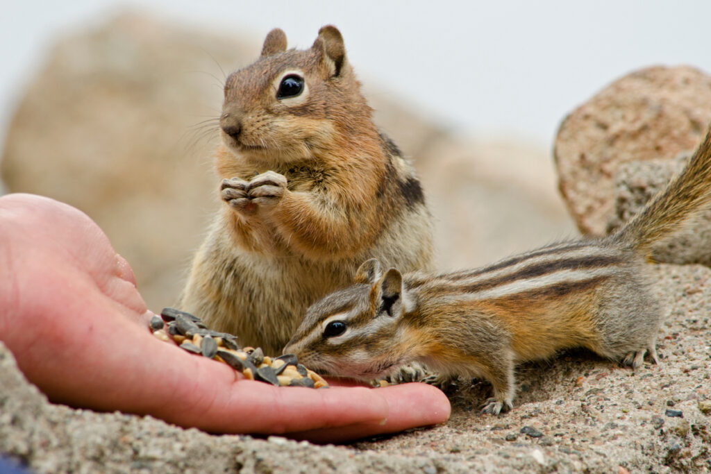 What Do Chipmunks Eat: Feeding, Care & Diet