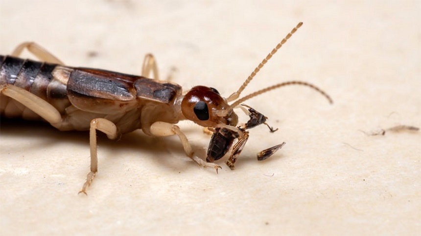 What Do Earwigs Eat? Know More About Their Diet