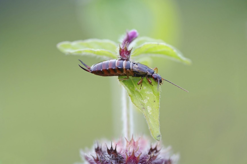 What Do Earwigs Eat? Know More About Their Diet