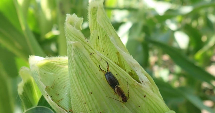 What Do Earwigs Eat? Know More About Their Diet