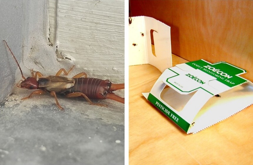 What Do Earwigs Eat? Know More About Their Diet