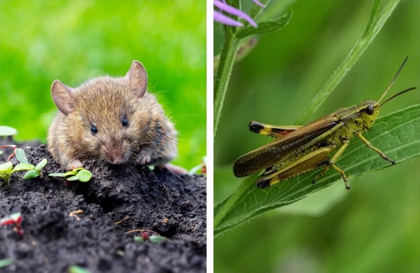 What Do Mice Eat? Everything You Need to Know!