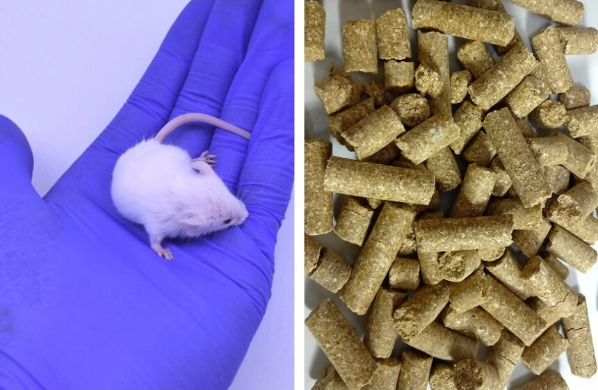 What Do Mice Eat? Everything You Need to Know!