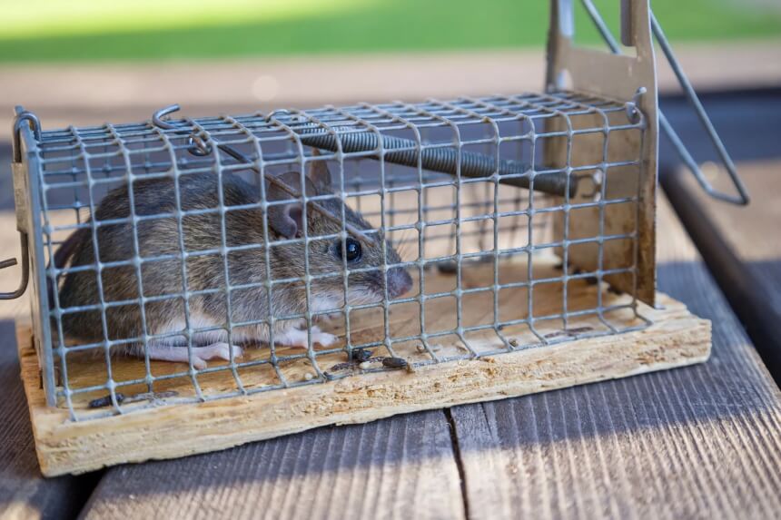 What Do Mice Eat? Everything You Need to Know!