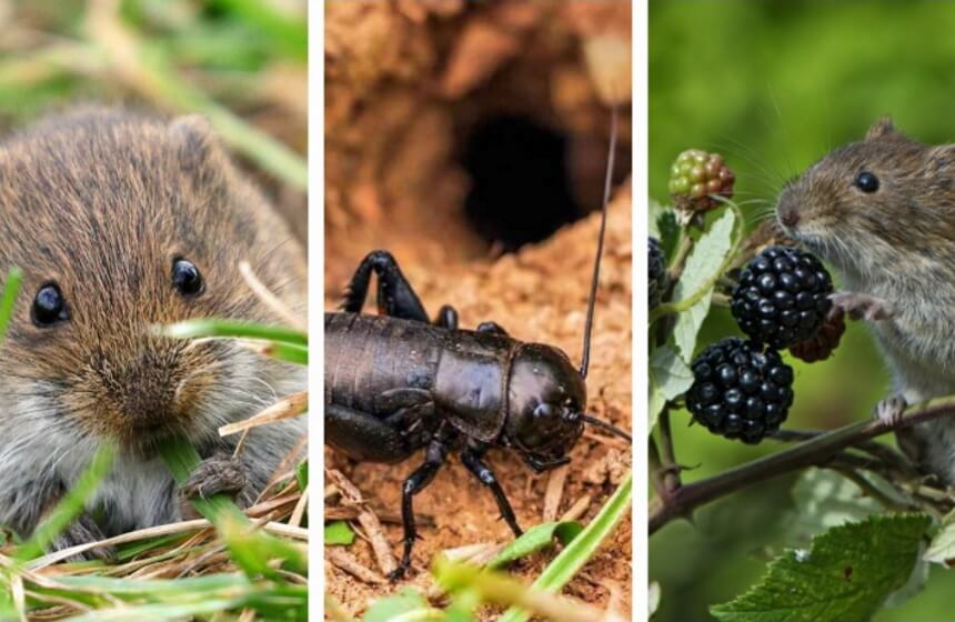 What Do Mice Eat? Everything You Need to Know!