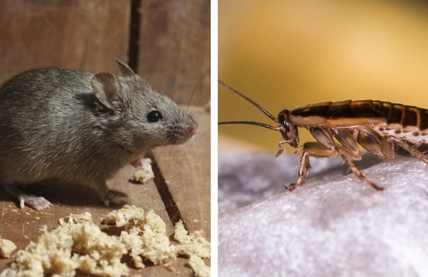 What Do Mice Eat? Everything You Need to Know!