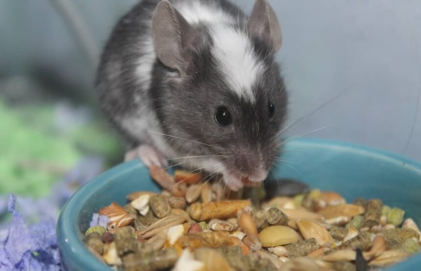 What Do Mice Eat? Everything You Need to Know!