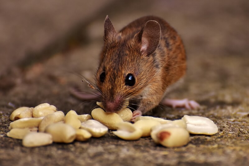 What Do Mice Eat? Everything You Need to Know!
