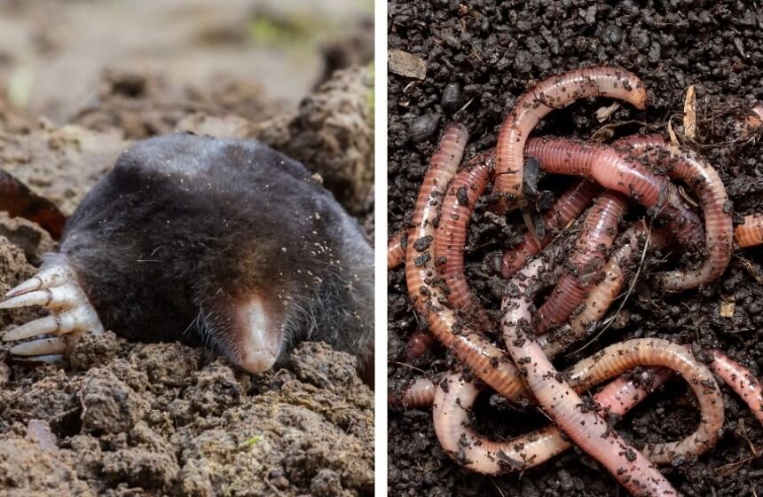 What Do Moles Eat: Eliminating the Garden Threat