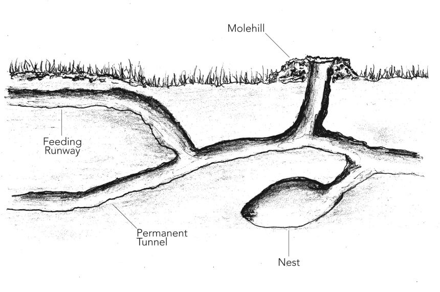 What Do Moles Eat: Eliminating the Garden Threat