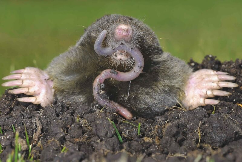 What Do Moles Eat: Eliminating the Garden Threat