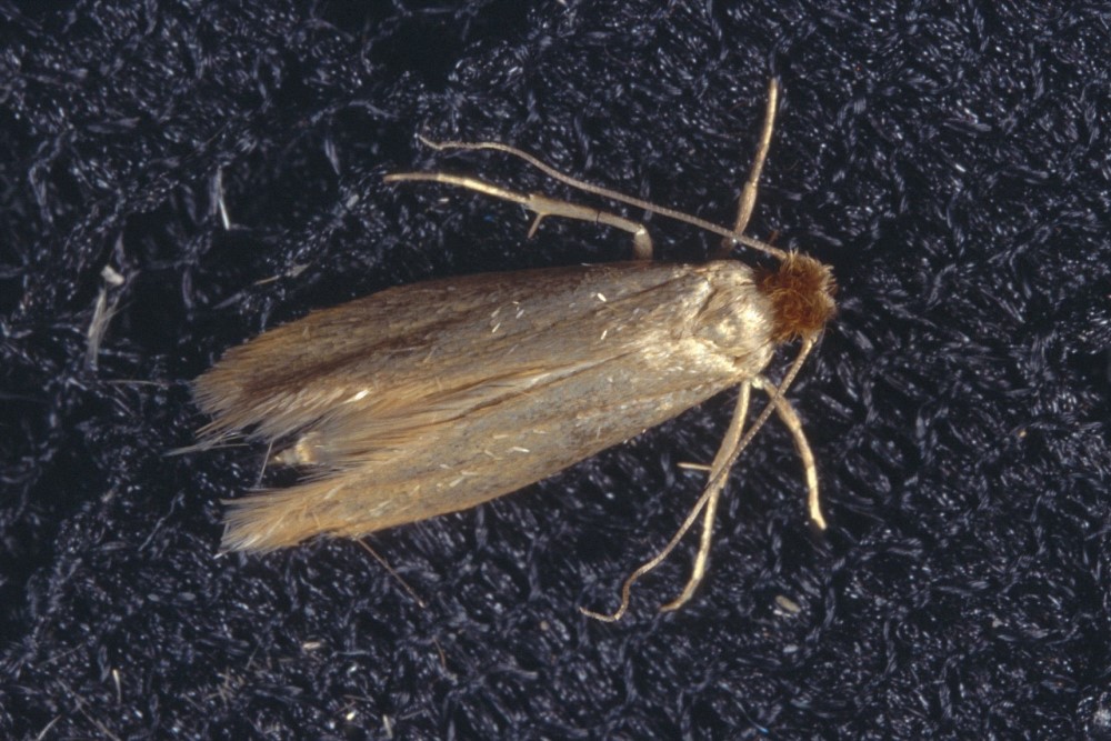 What Do Moths Eat? Here's the Answer for the Most Common Species at Different Life Stages