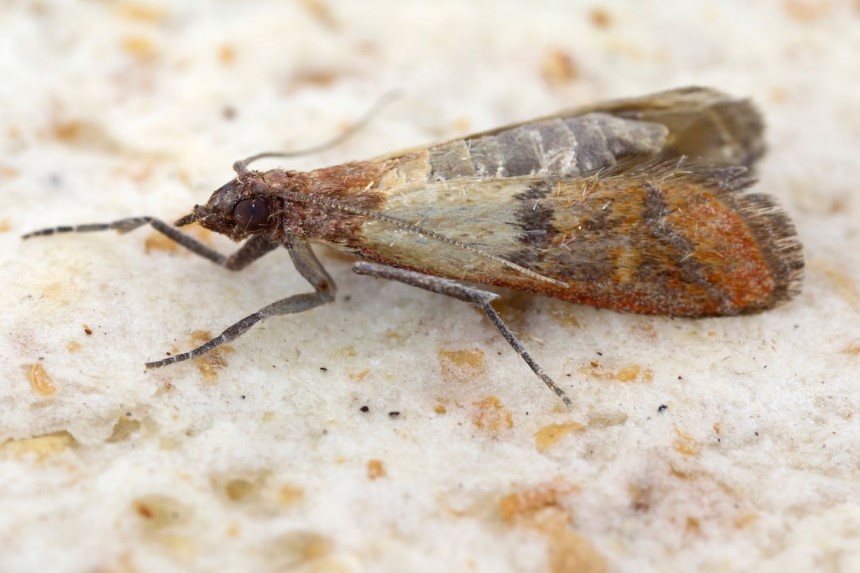 What Do Moths Eat? Here's the Answer for the Most Common Species at Different Life Stages