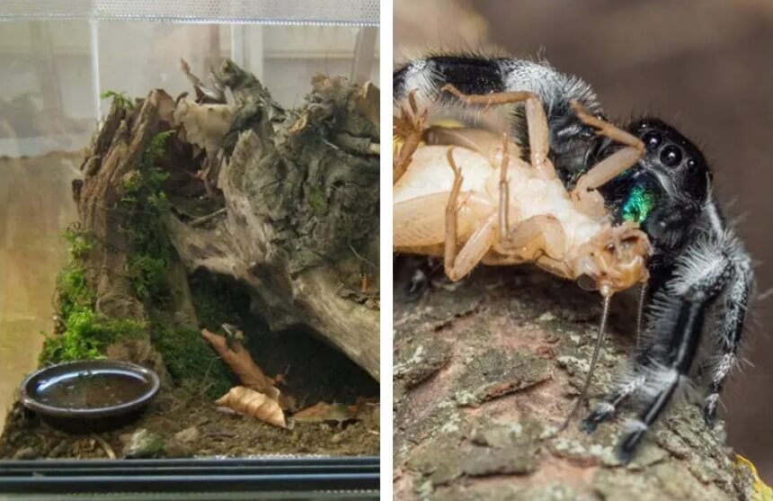 What Do Spiders Eat and How to Feed Your Pet Spider