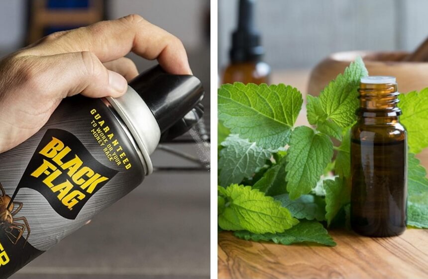 What Do Spiders Eat and How to Feed Your Pet Spider