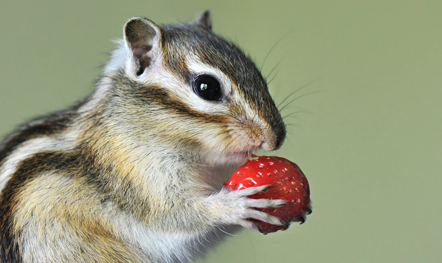 What Do Chipmunks Eat: Feeding, Care & Diet