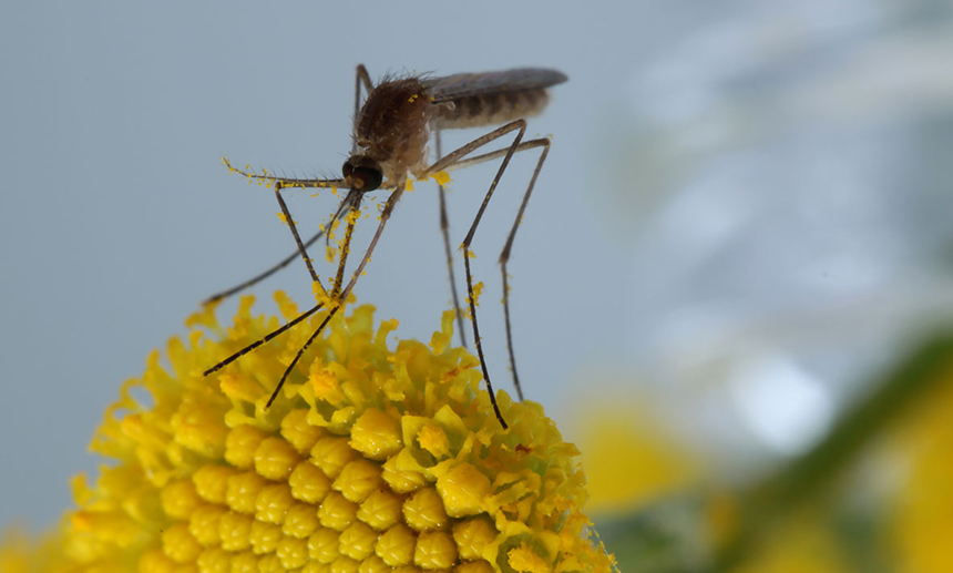 What Do Mosquitoes Eat - Surprising Facts about Their Diet!