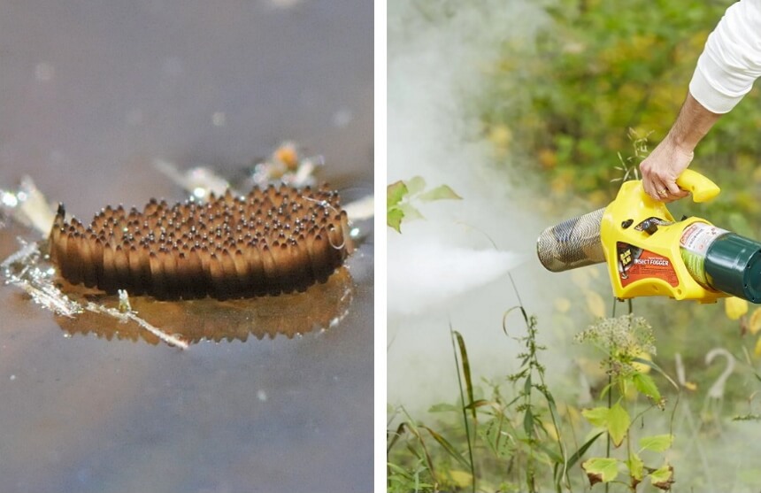 Where Do Mosquitoes Live? It's Definitely Worth Knowing!