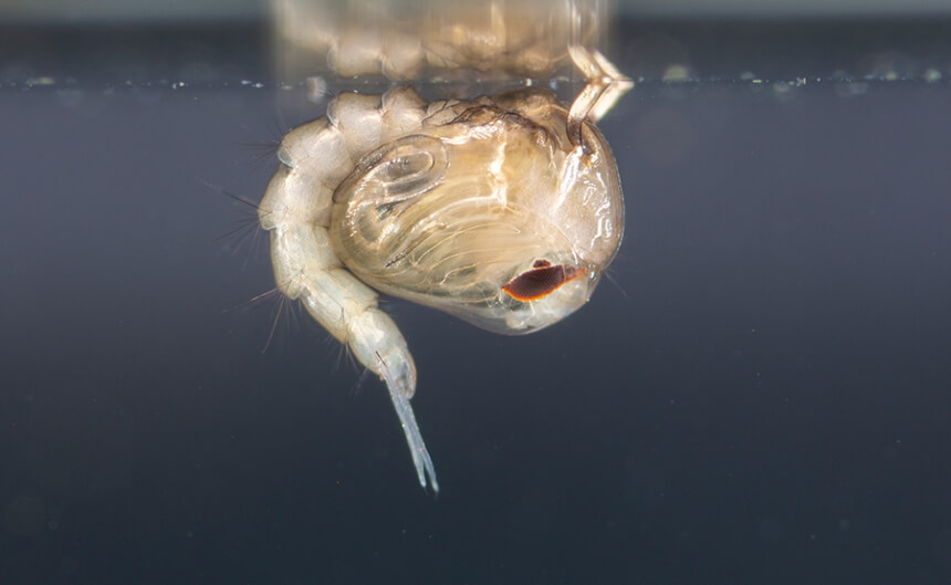 Where Do Mosquitoes Live? It's Definitely Worth Knowing!