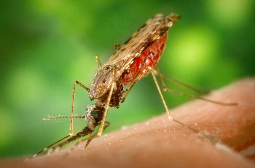 Where Do Mosquitoes Live? It's Definitely Worth Knowing!