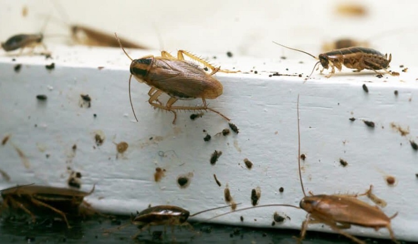 What Does Roach Poop Look Like?