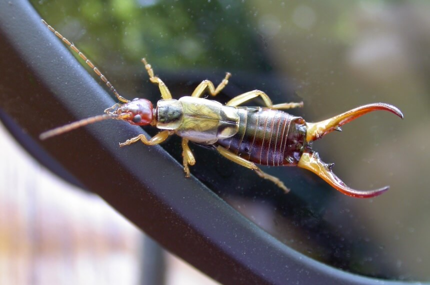 Why Are Earwigs Called Earwigs? Don’t Be Afraid of Their Name