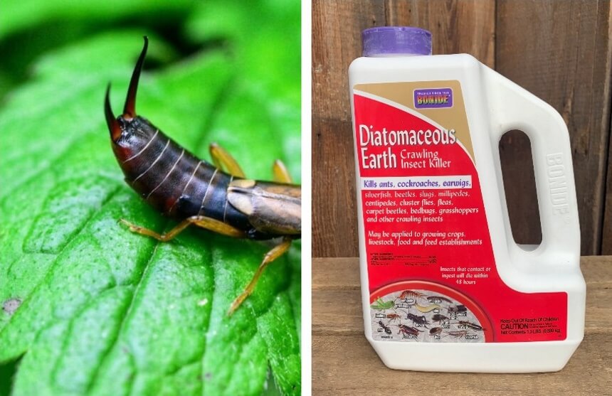 Why Are Earwigs Called Earwigs? Don’t Be Afraid of Their Name