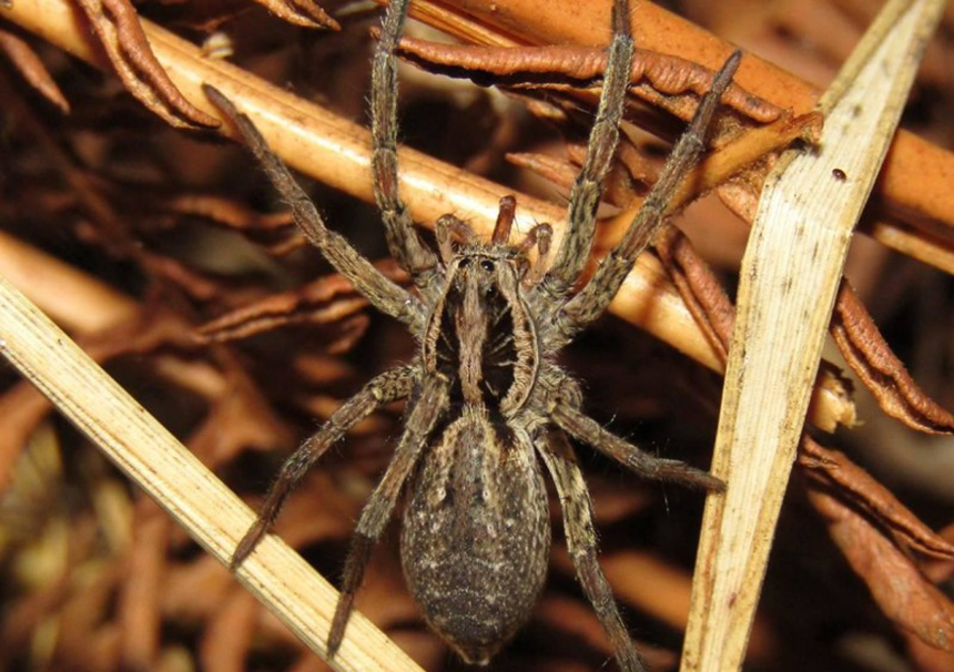 How Do Spiders Communicate? Everything You Wanted to Know!