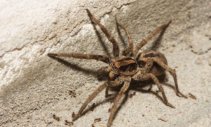 How Long Do Spiders Live? Here's the Answer!