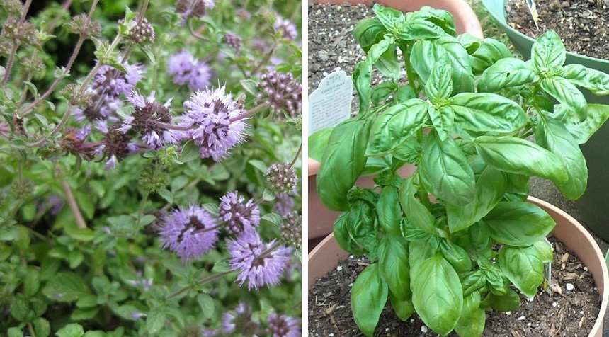 How to Keep Bees Away from Your Property and Yourself