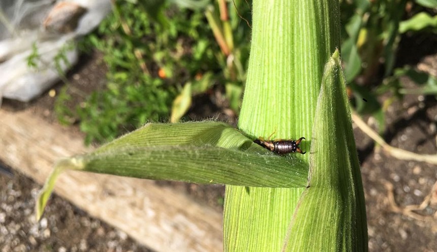What Attracts Earwigs: Know Your Enemy