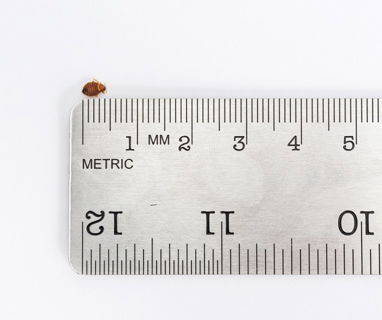 How Big Is a Bed Bug? The Exact Size Depending on Their Stage of Development