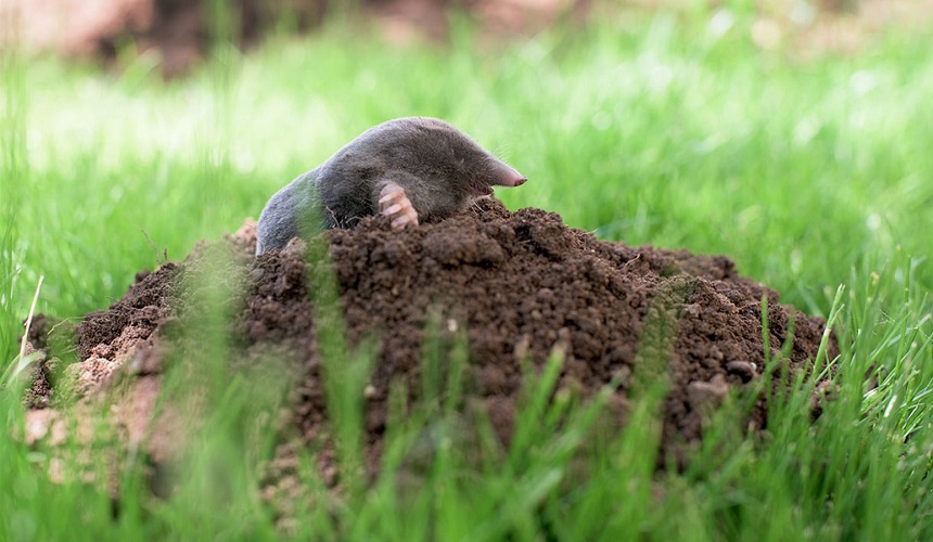6 Best Mole Repellents to Keep Moles Away from Your Property!