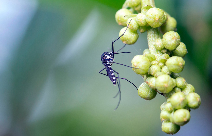 What Do Mosquitoes Eat - Surprising Facts about Their Diet!