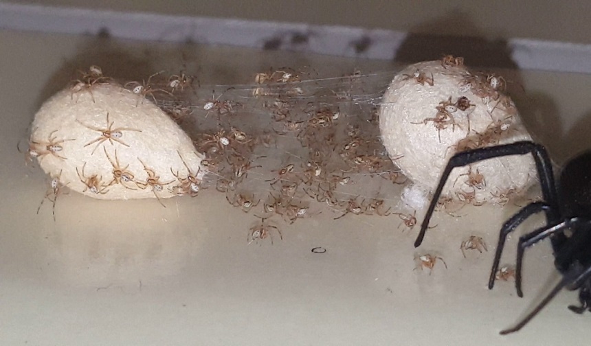 How Long Do Spiders Live? Here's the Answer!