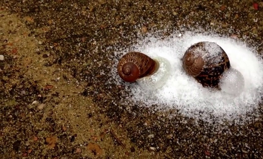 How to Get Rid of Snails in Your House and Yard